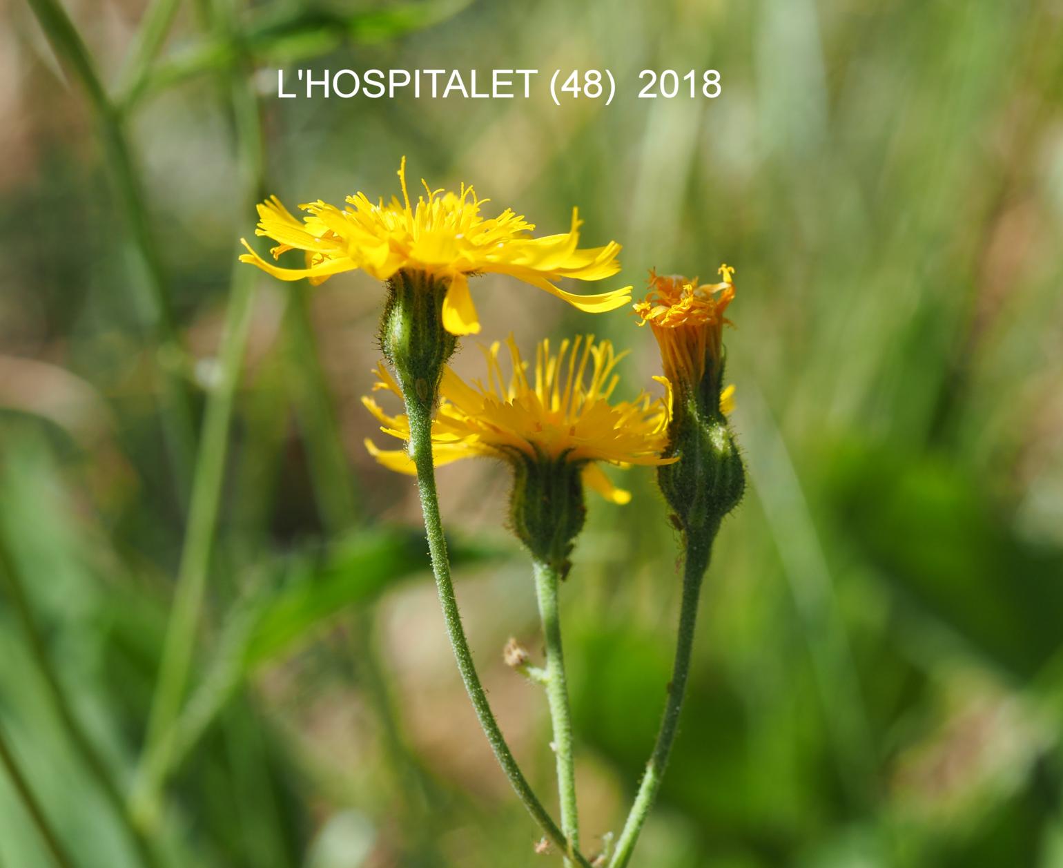 Hawkweed, Wall